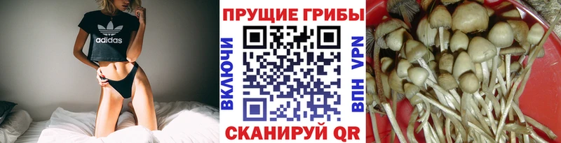 Псилоцибиновые грибы мицелий Курганинск